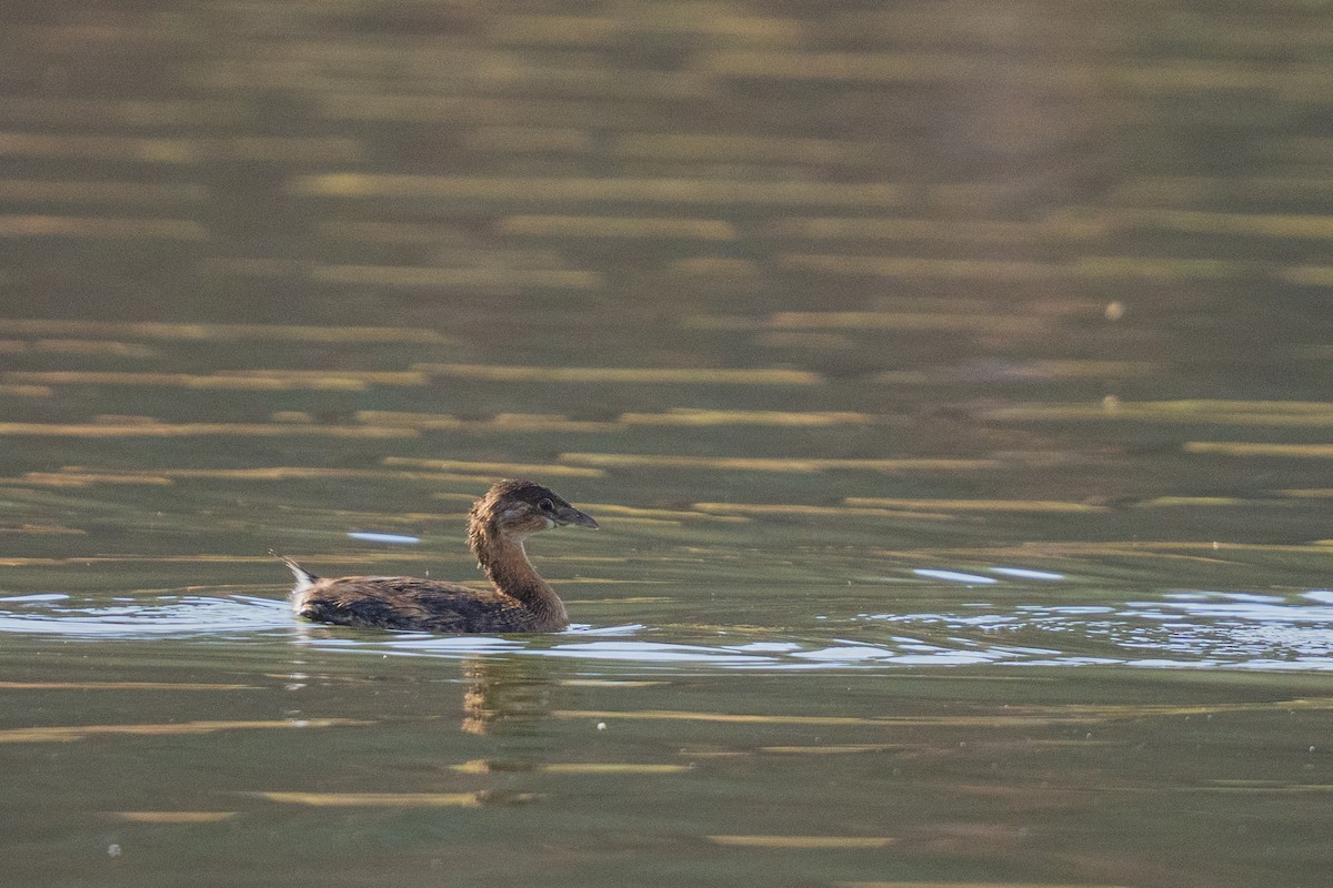 Pied-billed Grebe - ML646381339
