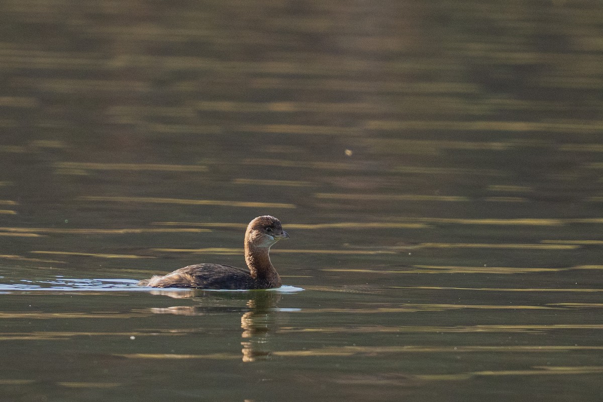 Pied-billed Grebe - ML646381340