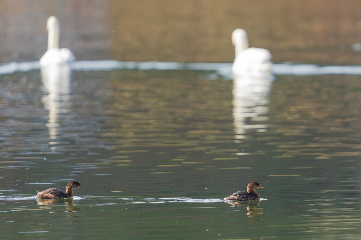 Pied-billed Grebe - ML646381341