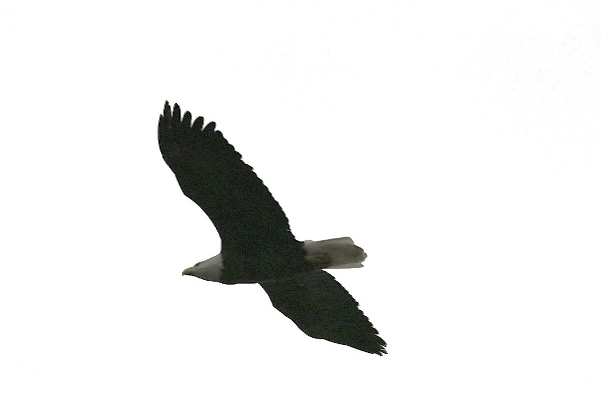 Bald Eagle - ML646381342