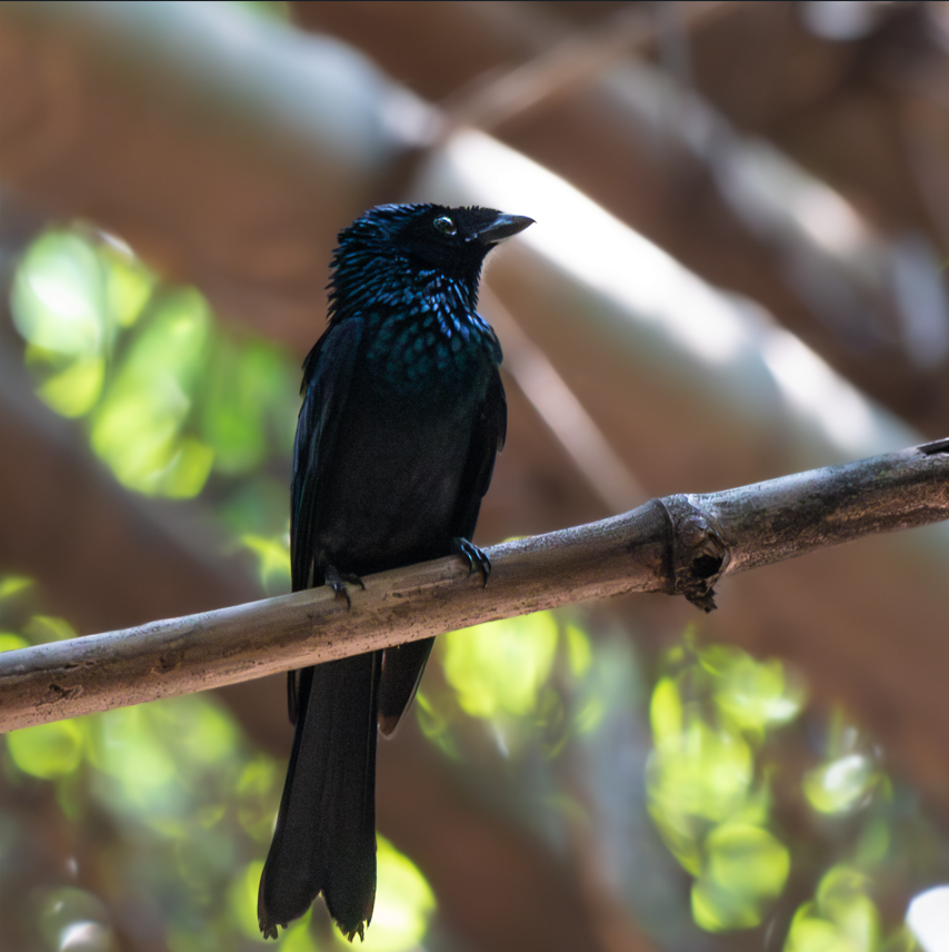 Lesser Racket-tailed Drongo - ML646381343