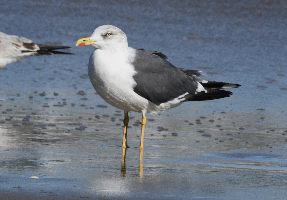 Lesser Black-backed Gull - ML646381344
