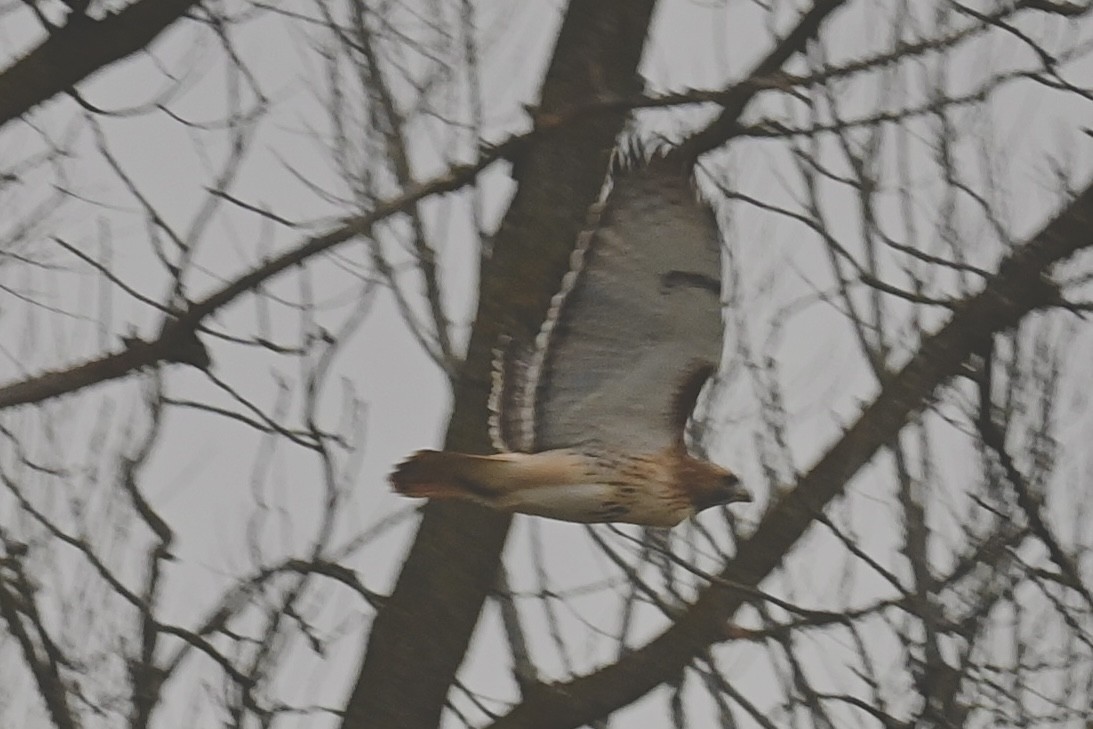 Red-tailed Hawk - ML646381345