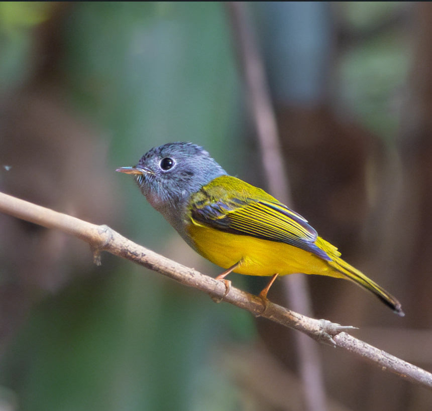 Gray-headed Canary-Flycatcher - ML646381346