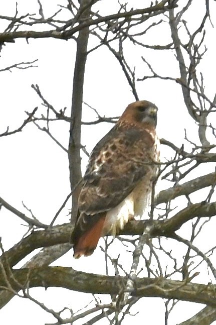 Red-tailed Hawk - ML646381347