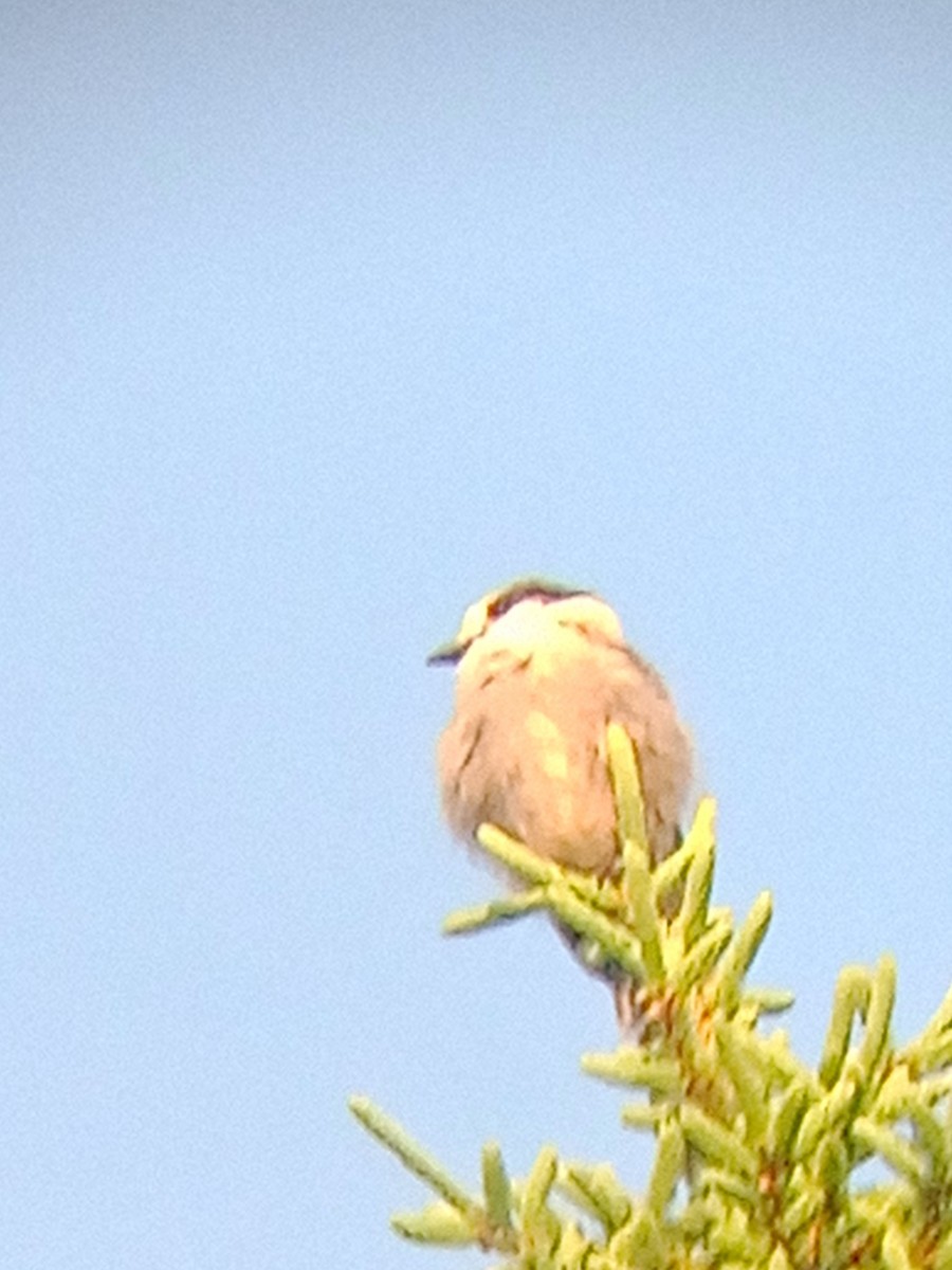 Canada Jay - ML646381348