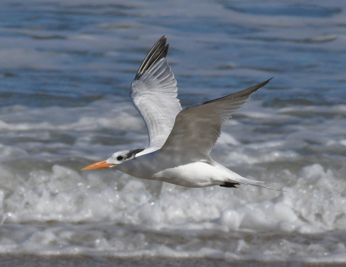 Royal Tern - ML646381349