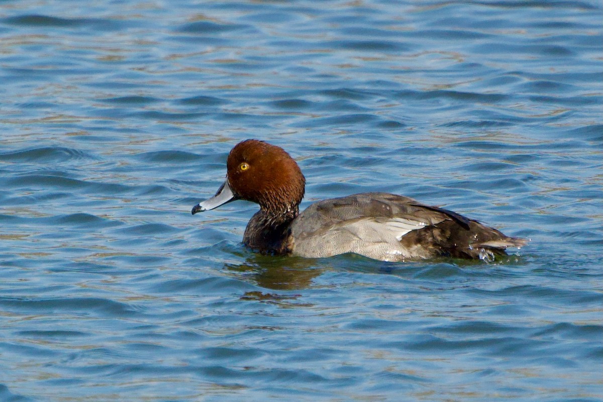 Redhead - ML646381350