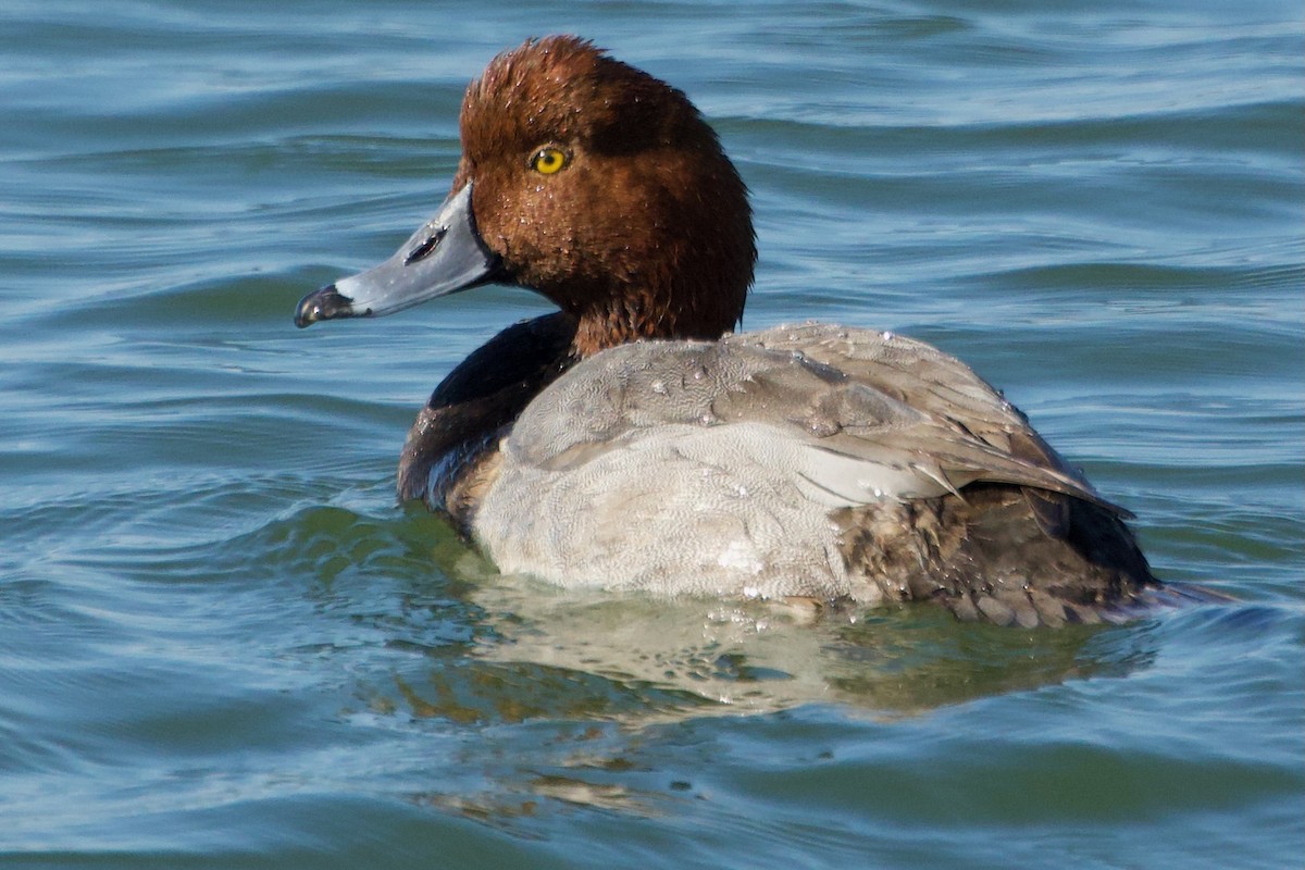 Redhead - ML646381351