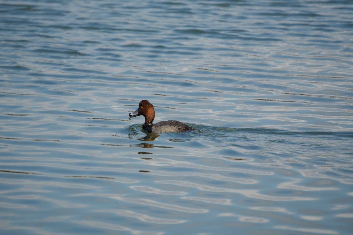 Redhead - ML646381352