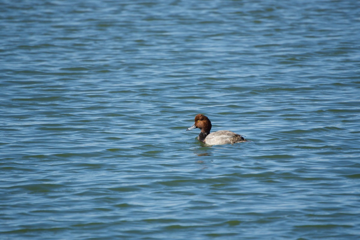 Redhead - ML646381353