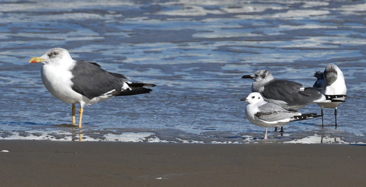 Lesser Black-backed Gull - ML646381354