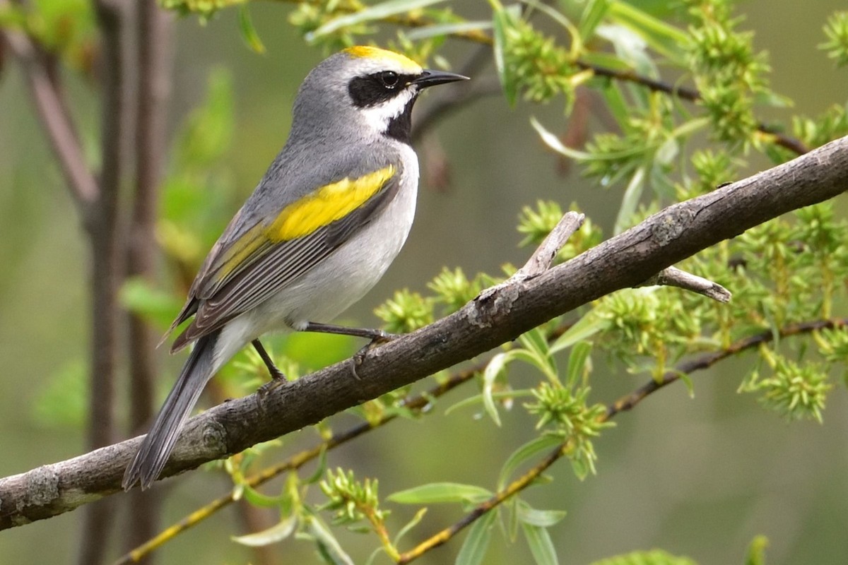 Golden-winged Warbler - ML646381355
