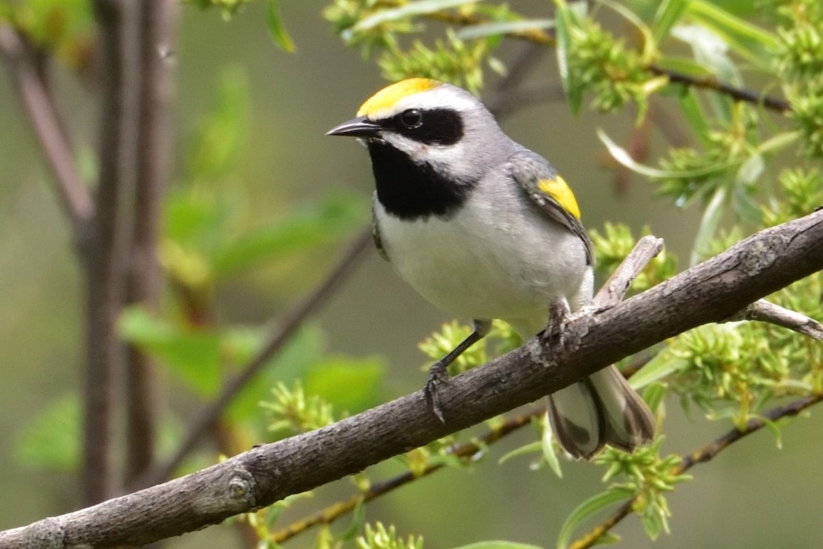 Golden-winged Warbler - ML646381356