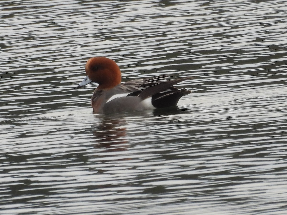 Eurasian Wigeon - ML646381357