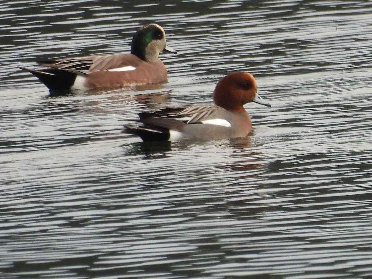 Eurasian Wigeon - ML646381358