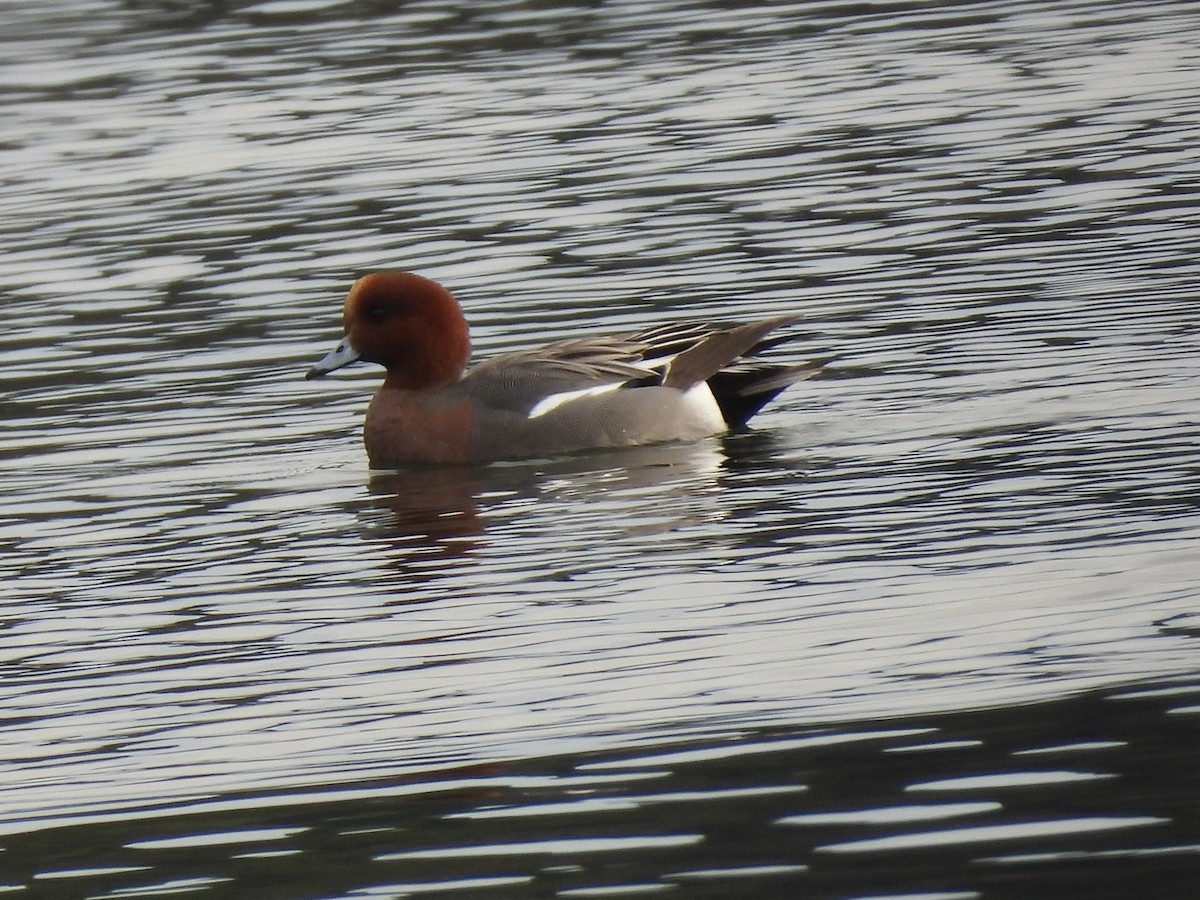 Eurasian Wigeon - ML646381359