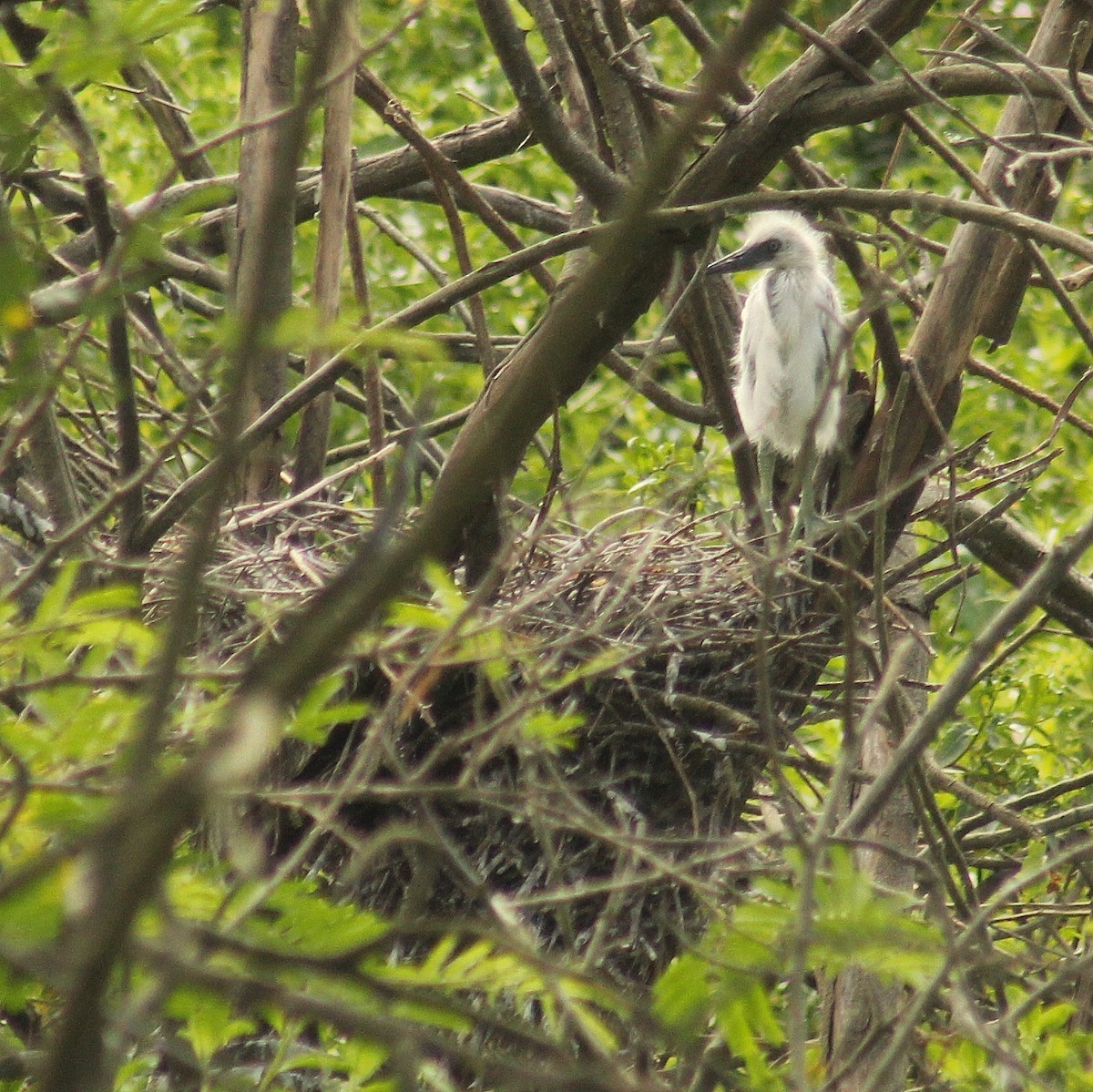 Little Blue Heron - ML646381361