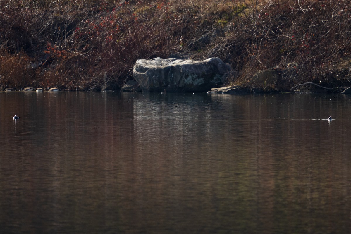 Hooded Merganser - ML646381362