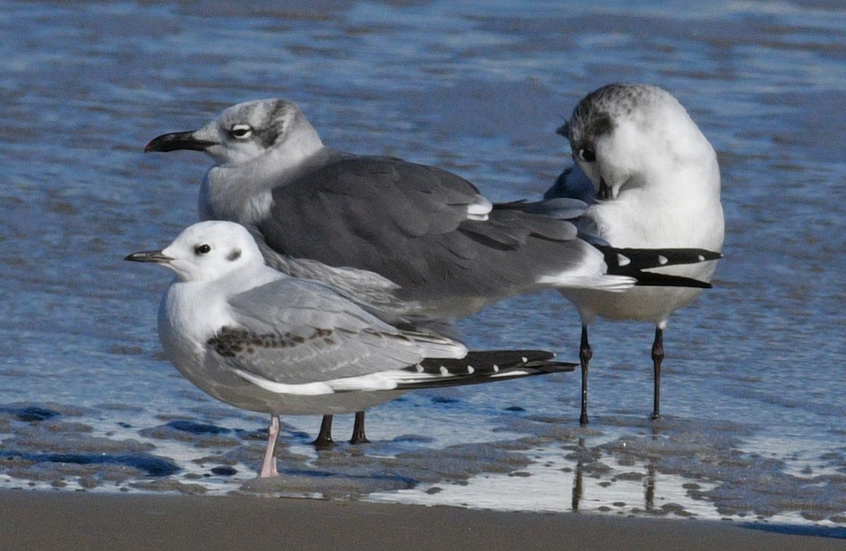 Bonaparte's Gull - ML646381364