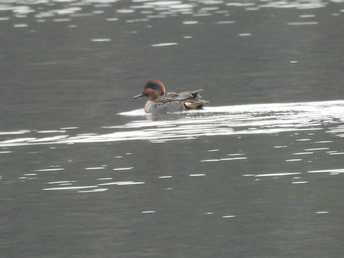 Green-winged Teal - ML646381366