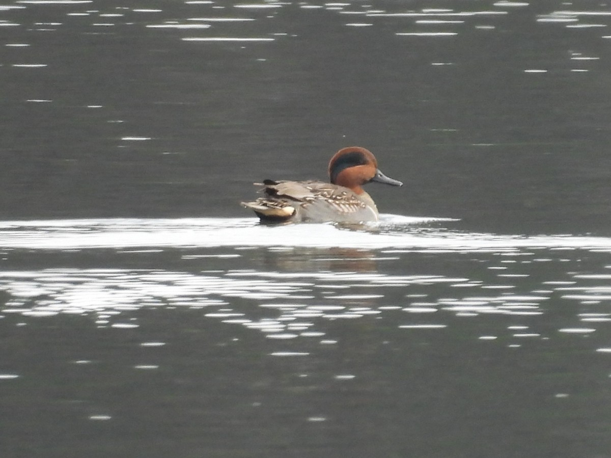 Green-winged Teal - ML646381367