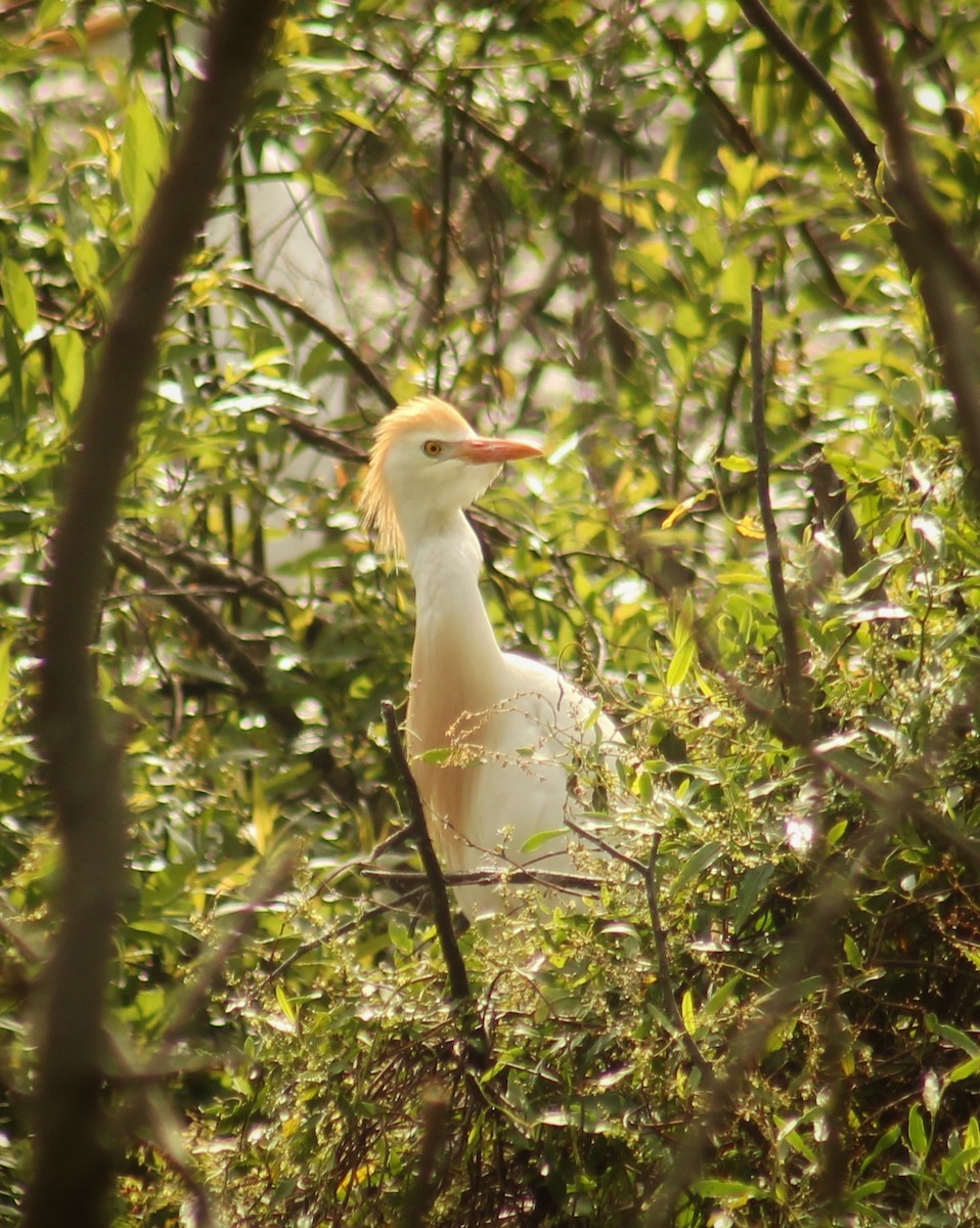 Western Cattle-Egret - ML646381368