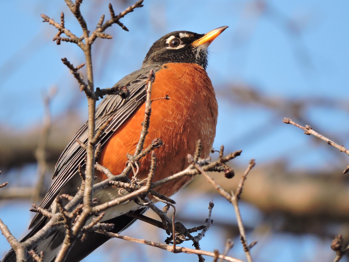 American Robin - ML646381369