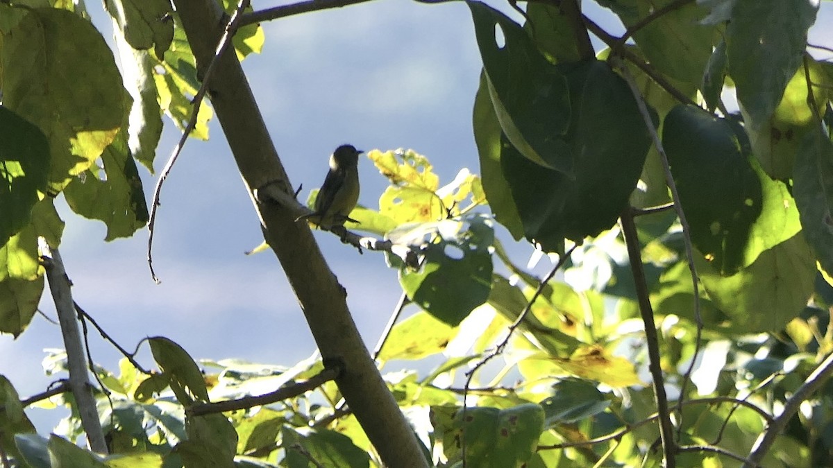 Fire-breasted Flowerpecker - ML646381370