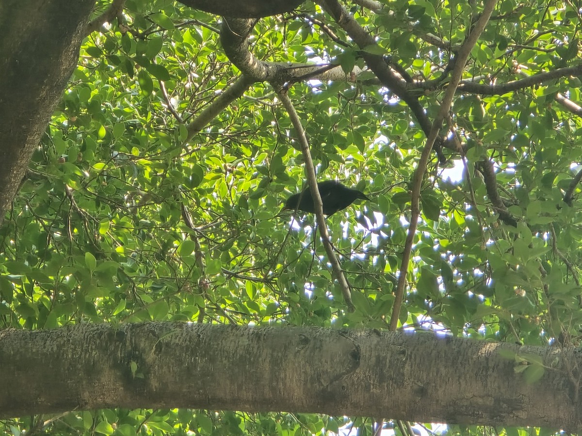 Chinese Blackbird - ML646381371