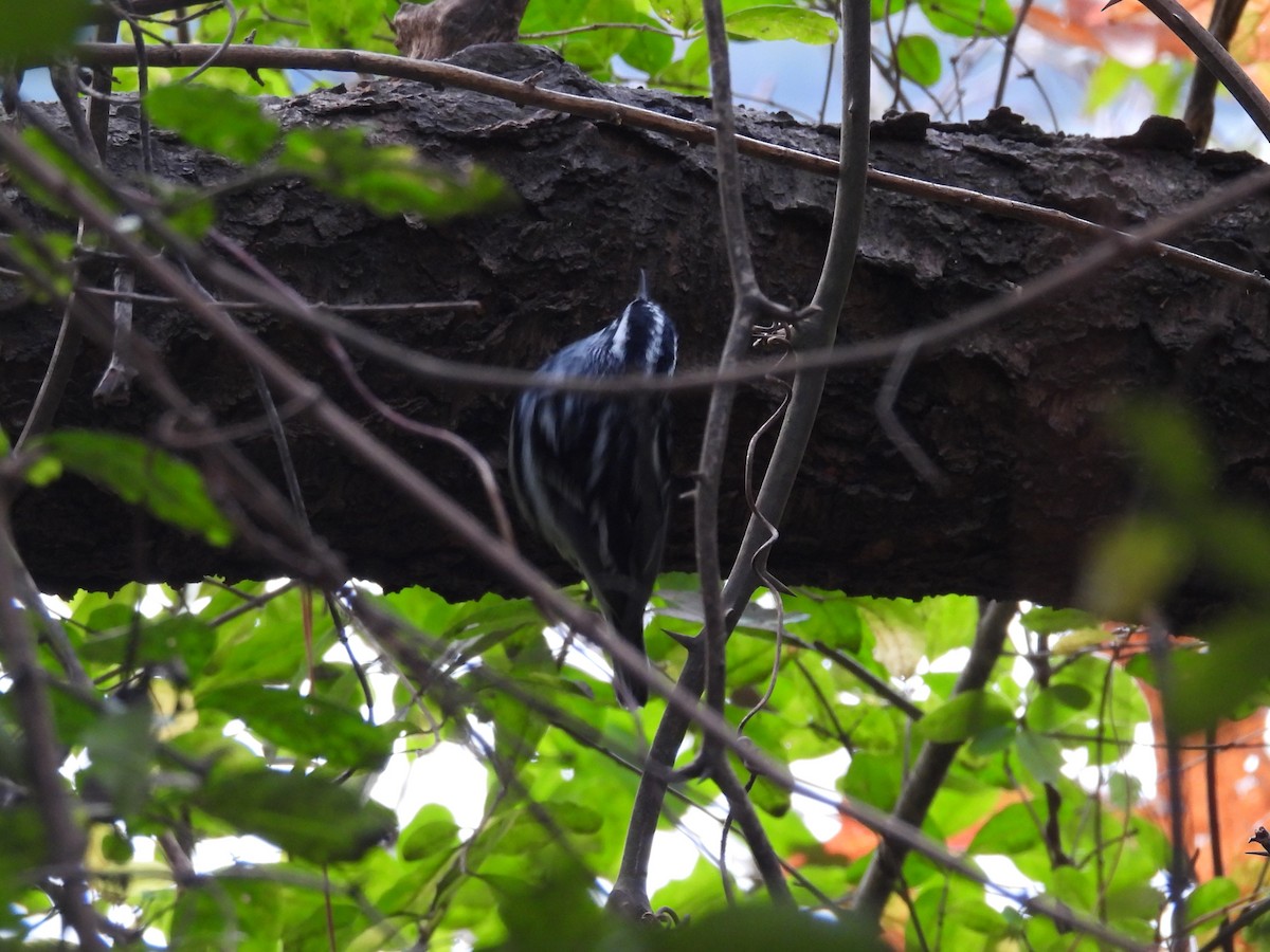 Black-and-white Warbler - ML646381372
