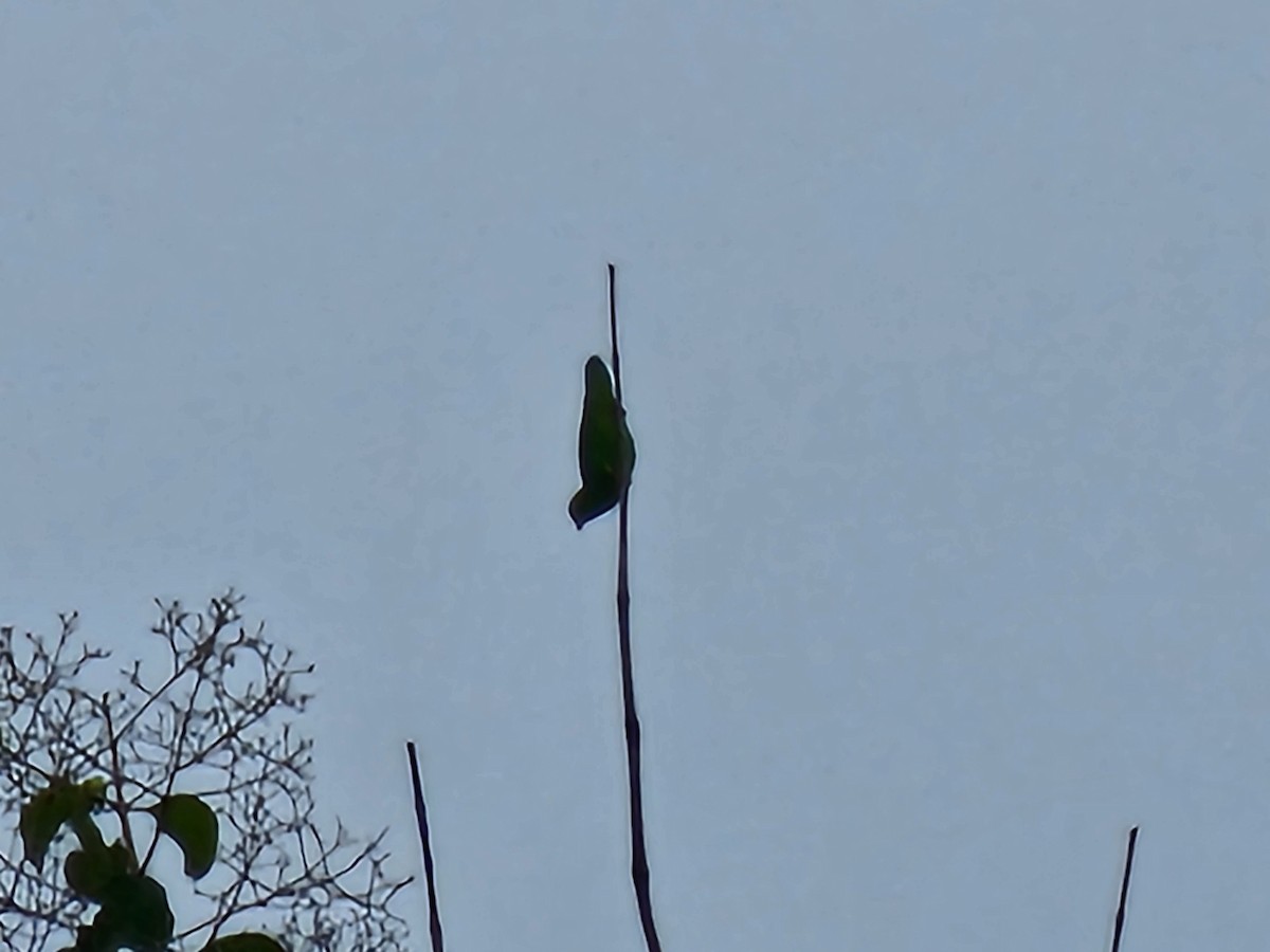 Vernal Hanging-Parrot - ML646381373