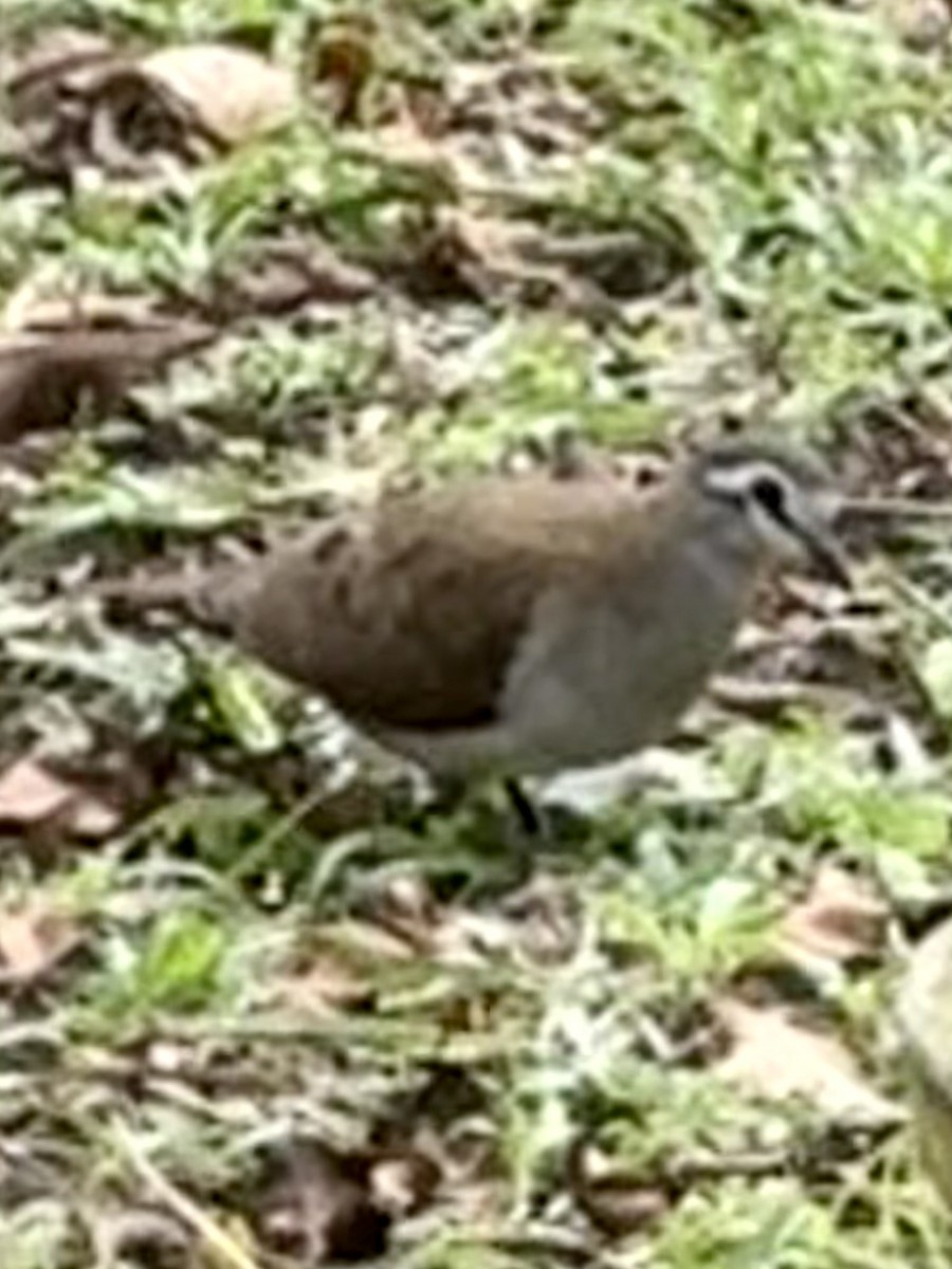 Tambourine Dove - ML646381375