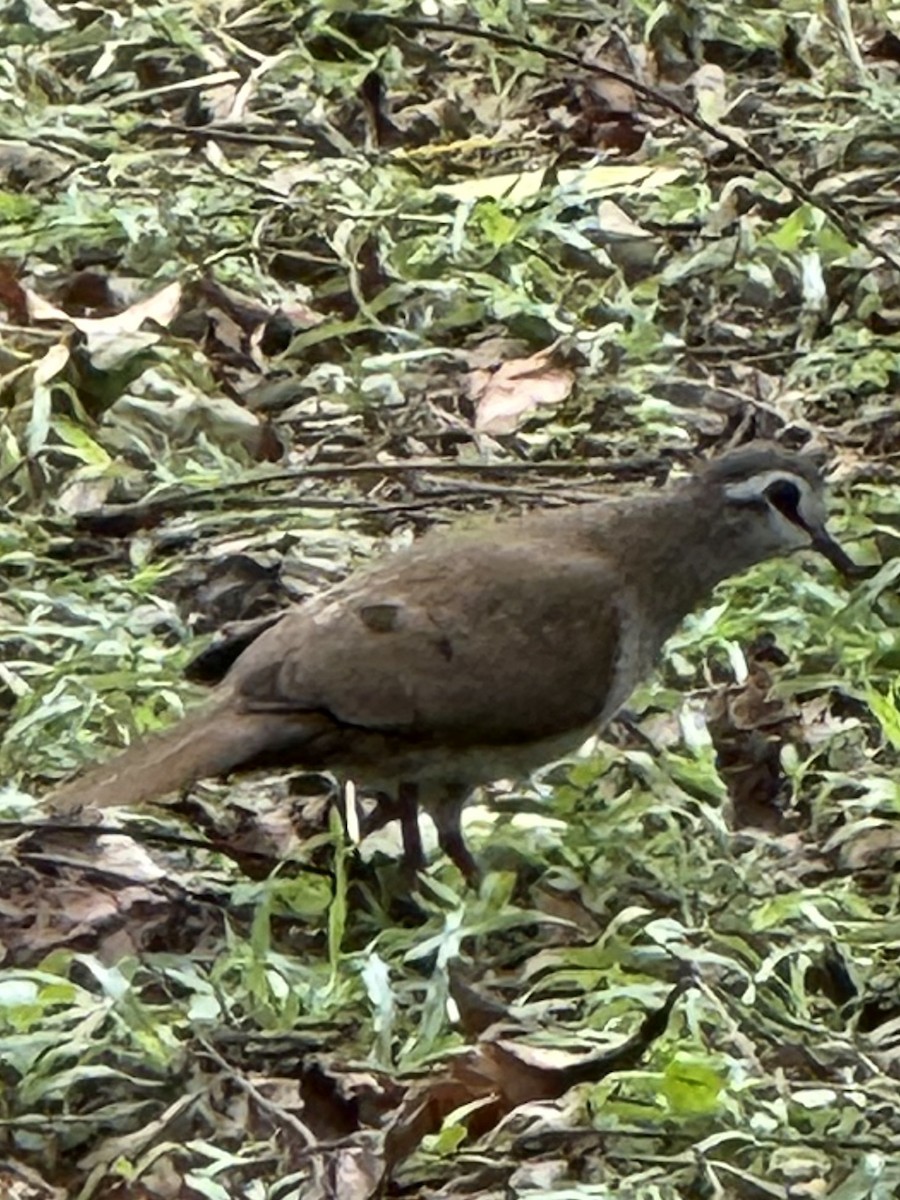 Tambourine Dove - ML646381376