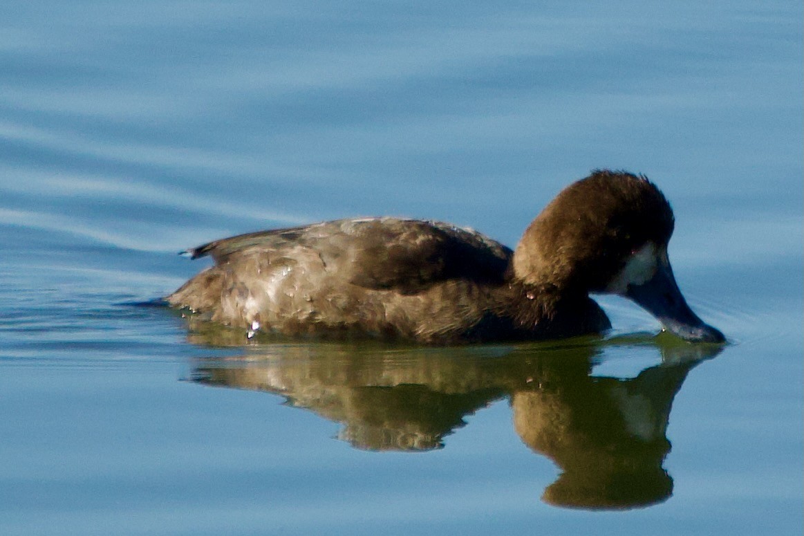 Lesser Scaup - ML646381377
