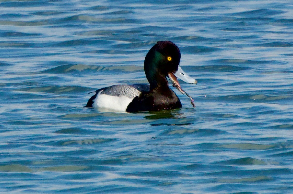Lesser Scaup - ML646381378