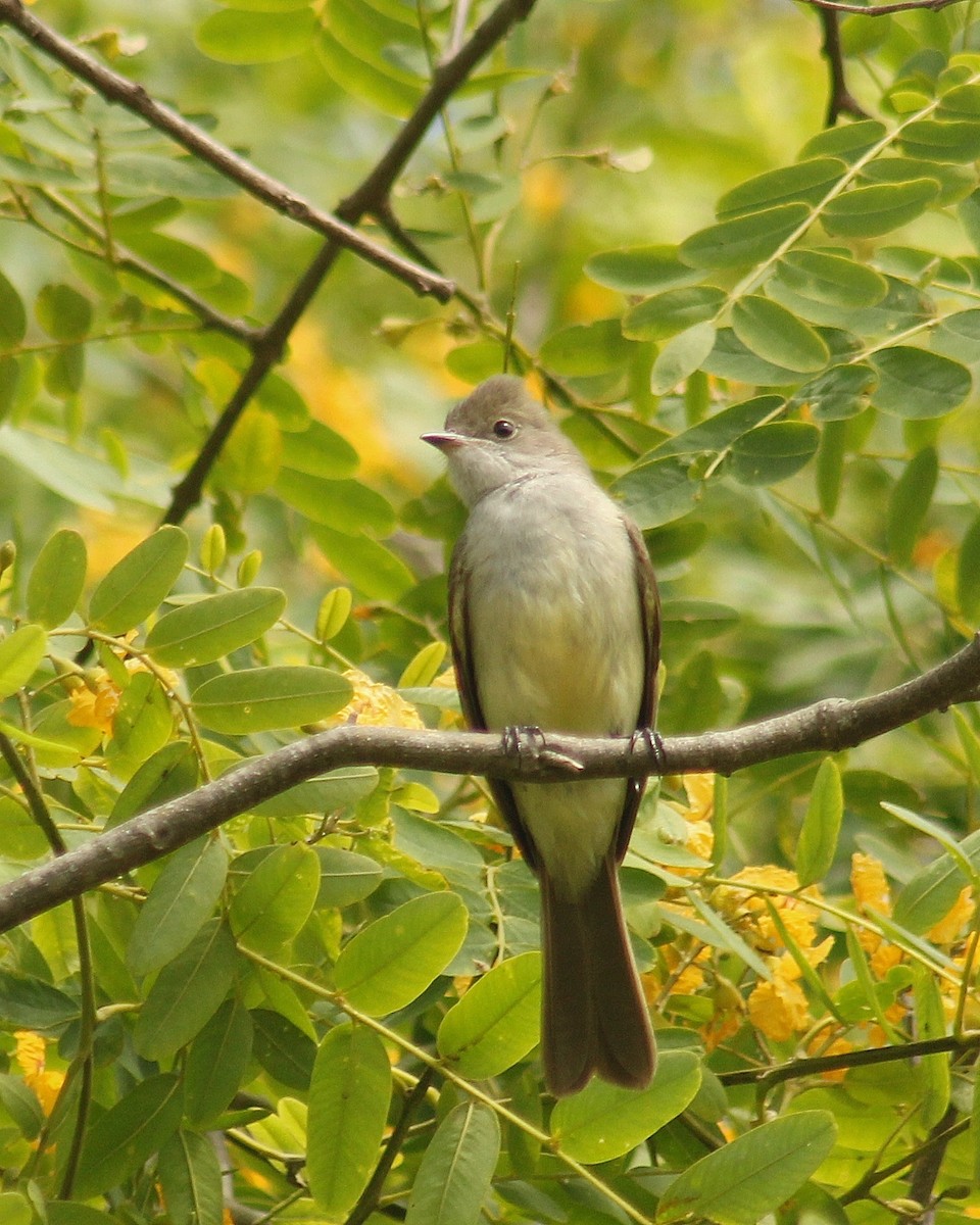 Fiofío Grande - ML646381379