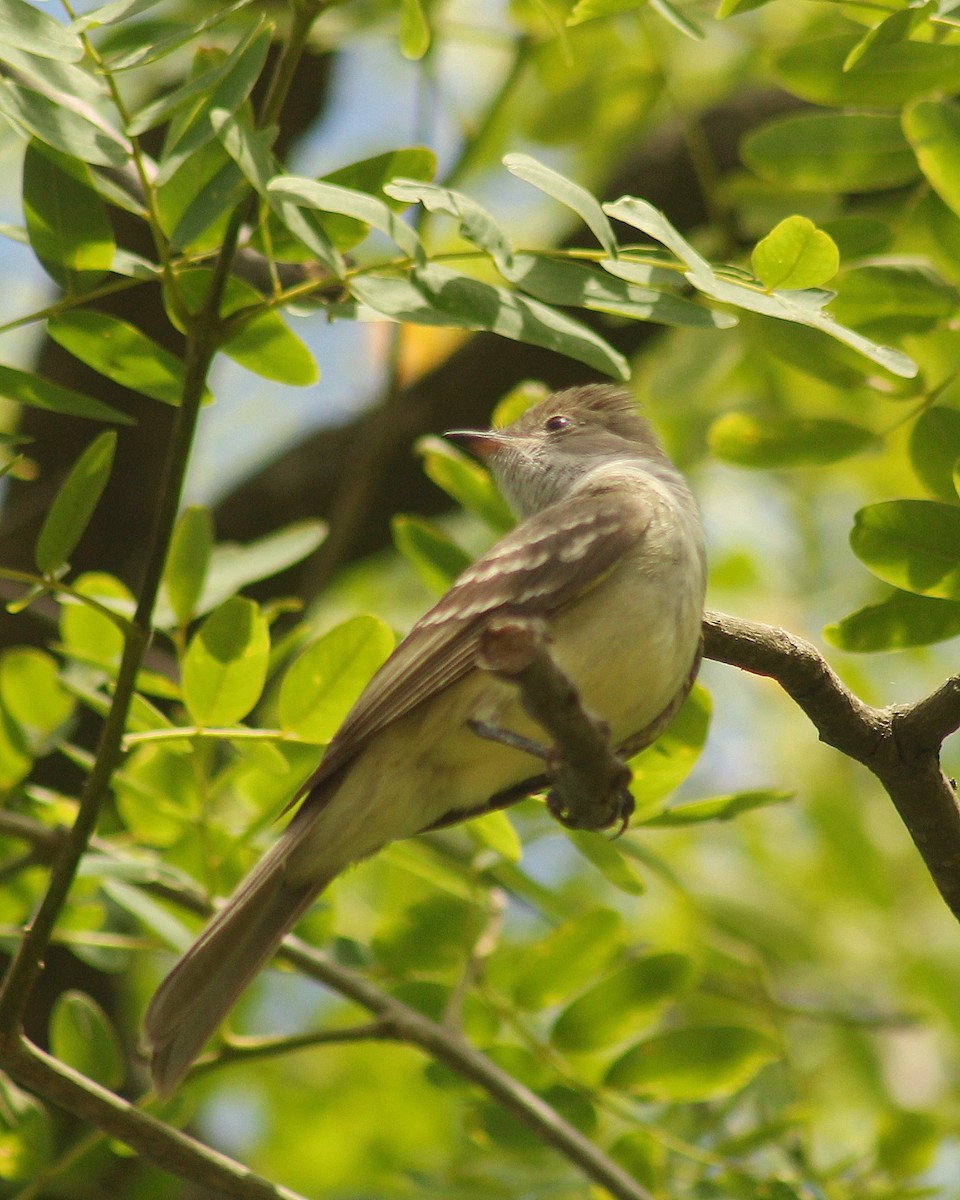 Fiofío Grande - ML646381380