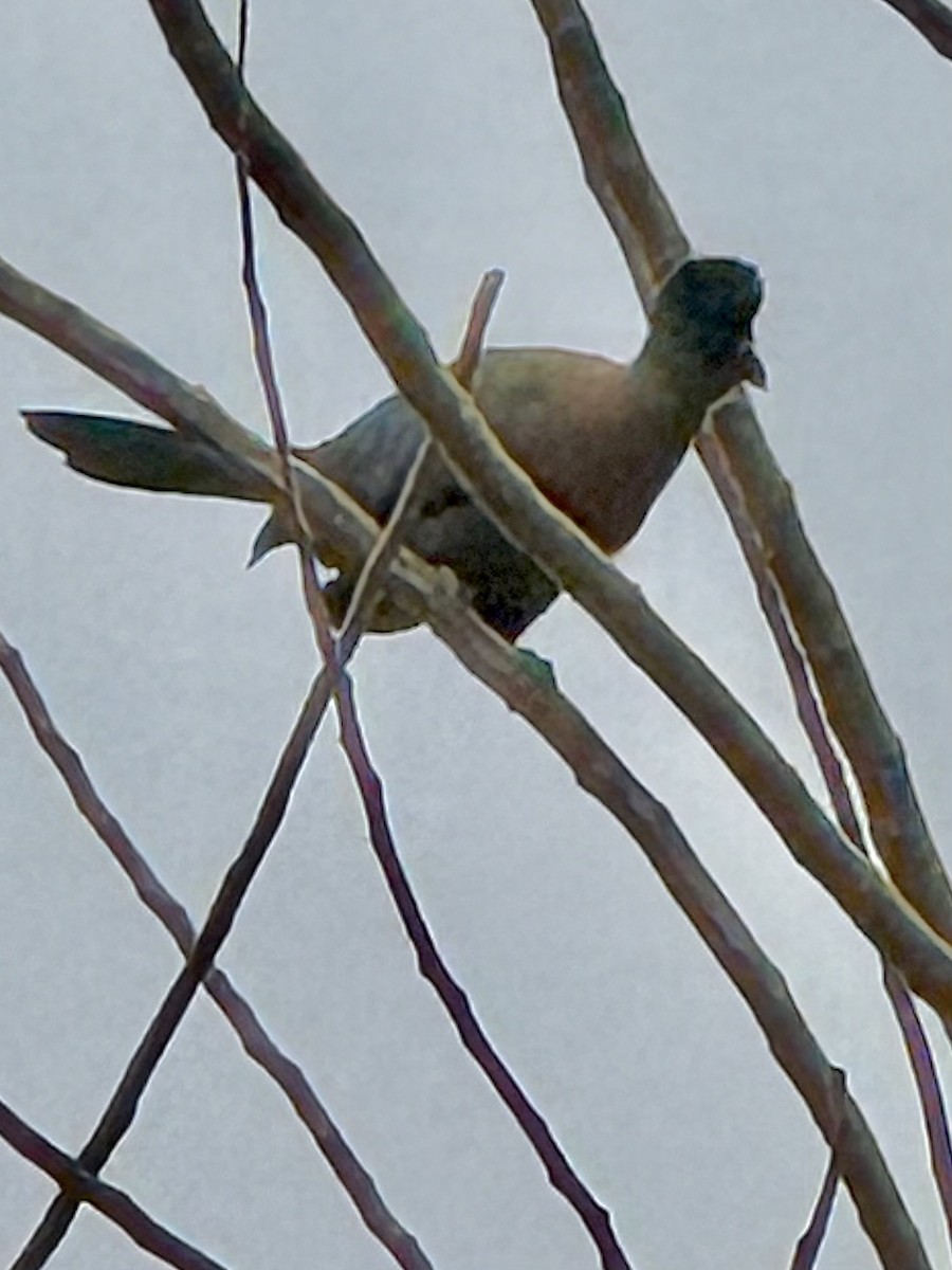 Turaco Crestimorado - ML646381382