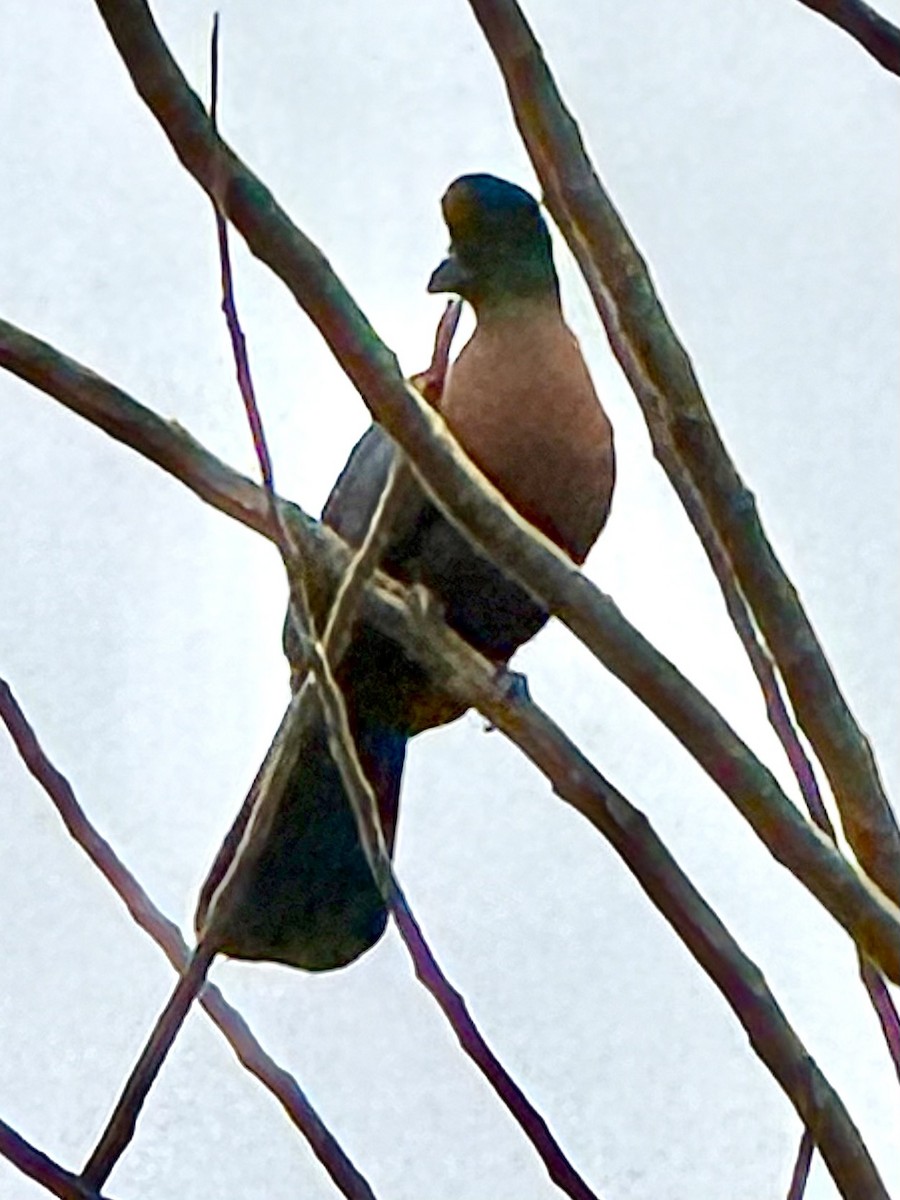 Turaco Crestimorado - ML646381383
