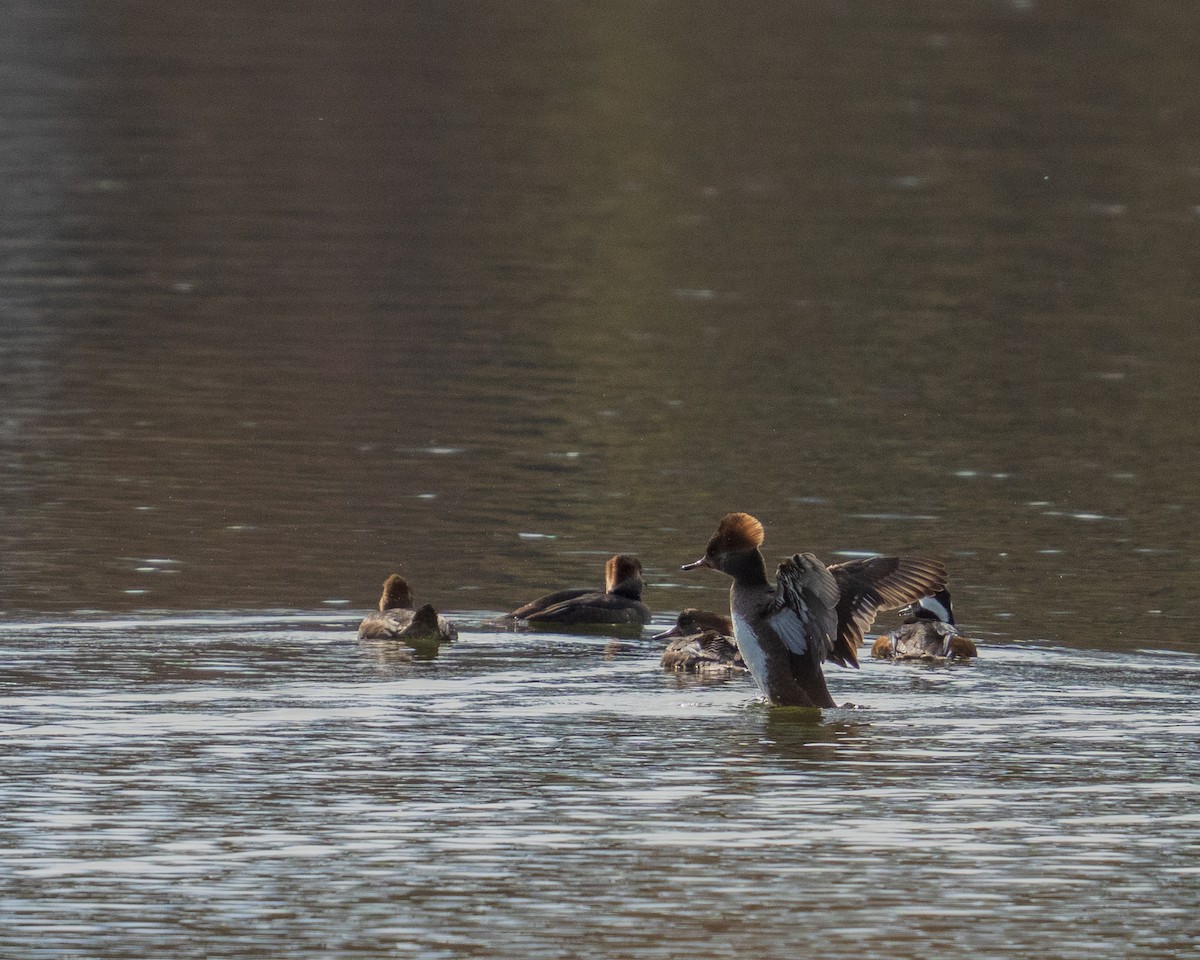 Serreta Capuchona - ML646381384