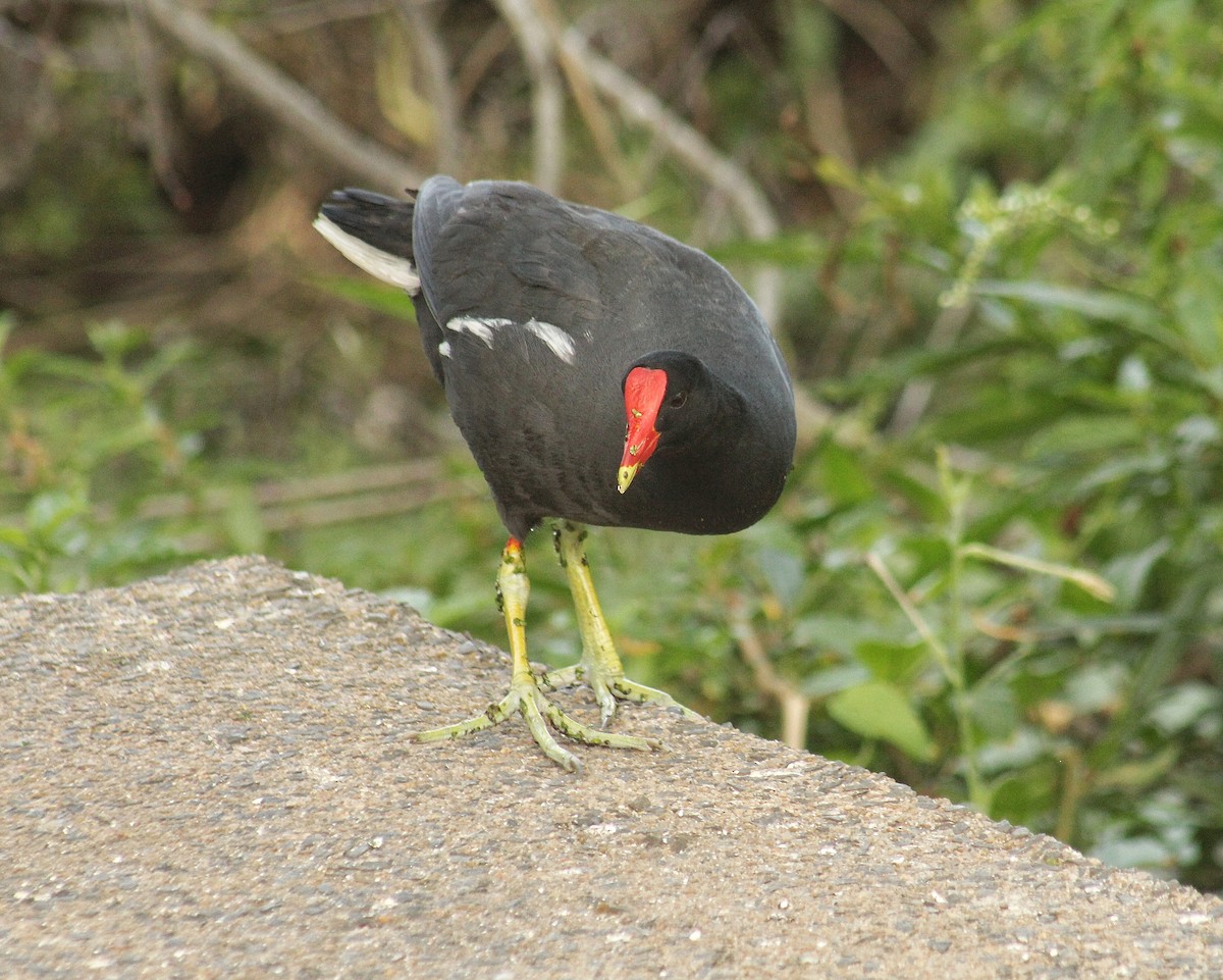 Gallineta Americana (grupo galeata) - ML646381385
