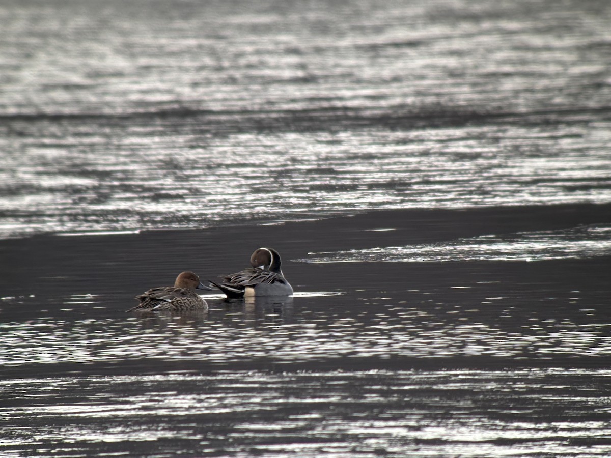 Ánade Rabudo - ML646381386