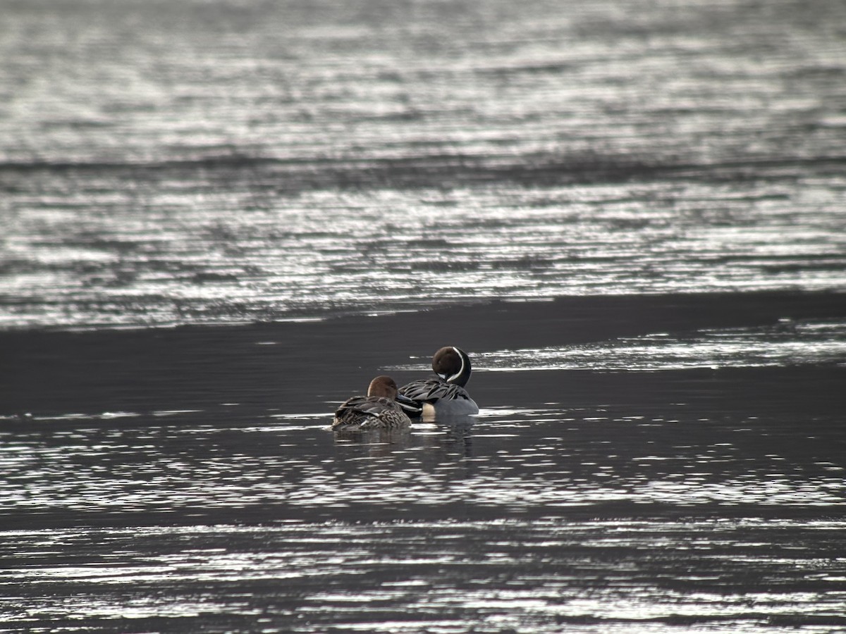 Ánade Rabudo - ML646381387