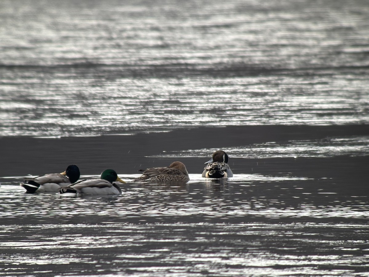 Ánade Rabudo - ML646381388