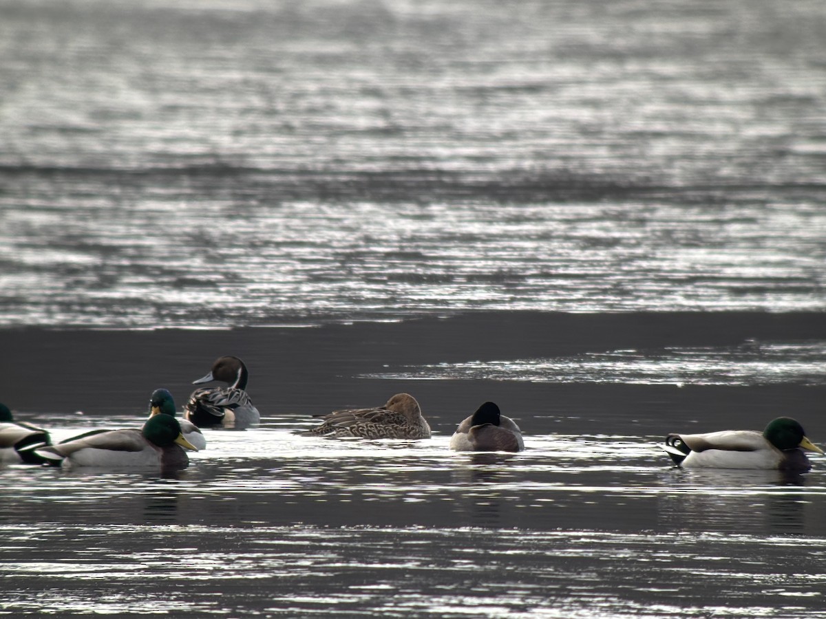 Ánade Rabudo - ML646381389