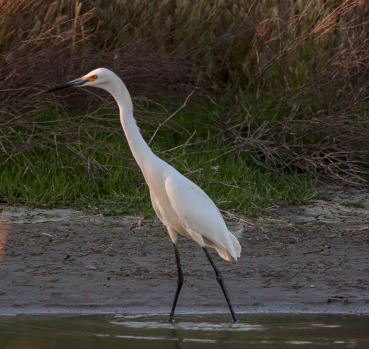 Garceta Nívea - ML646381390