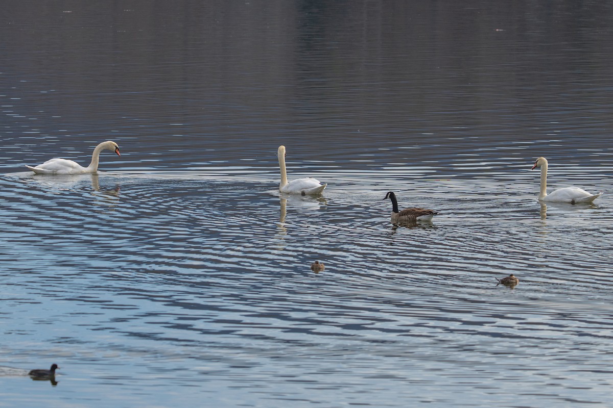 Cisne Vulgar - ML646381391