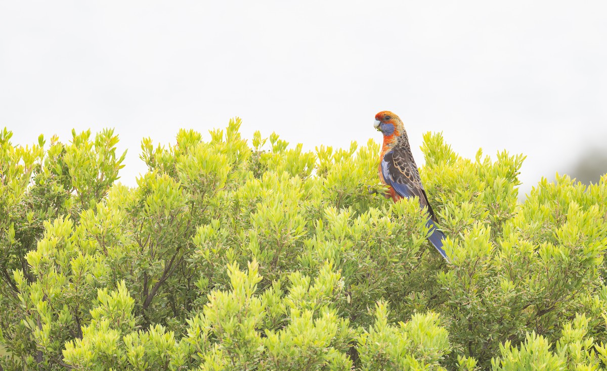 Perico Elegante - ML646381392