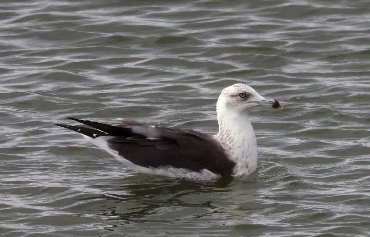Gaviota Sombría - ML646381393